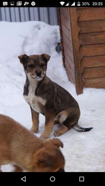 Я щенок и ищу дом! в Воскресенске фото 13