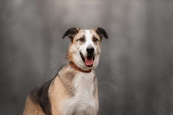 Молодой энергичный Майор ищет семью в Москве фото 30