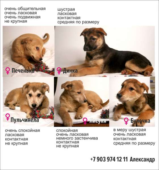 Малыши ищут семью: собачки в дар в Химках фото 13
