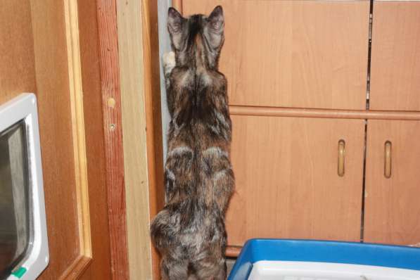 Котята курильского бобтейла в Астрахани фото 10