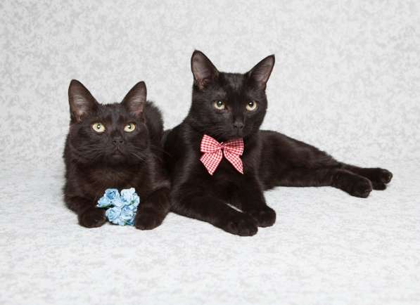 Котенок чертенок ищет дом в Москве фото 3