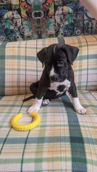 Американский стаффордширский терьер Мальчик Купирован в Москве фото 11