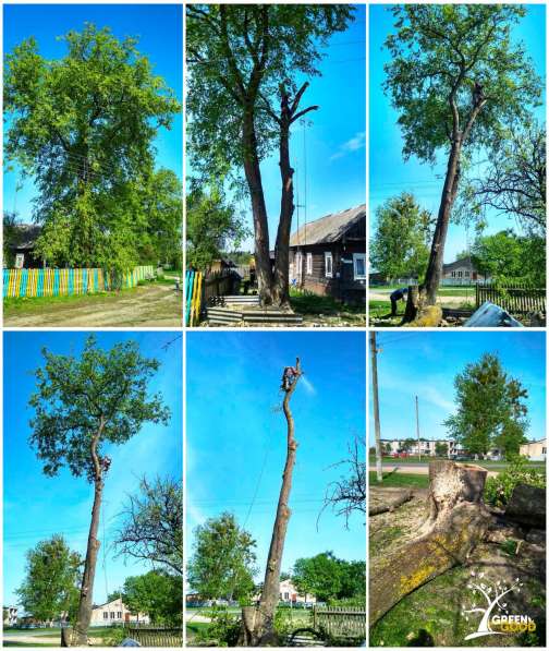 Поможем безопасно спилить аварийное дерево в фото 6