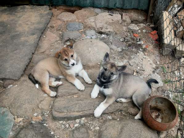 Продаются щенки западно-сибирской лайки в фото 3