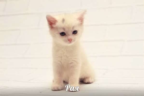 Котята турецкой ангорки в Наро-Фоминске фото 9