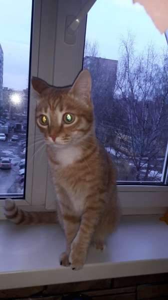 Отдам кота в хорошие руки в Екатеринбурге фото 5