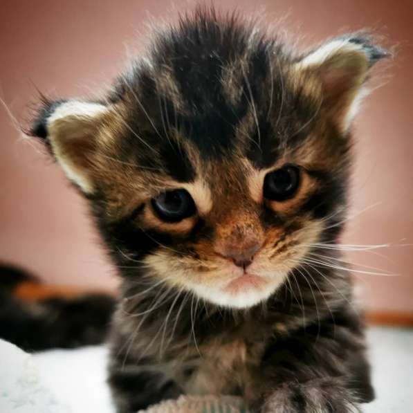 Котенок мейнкун родился 14 февраля 2021 в фото 5