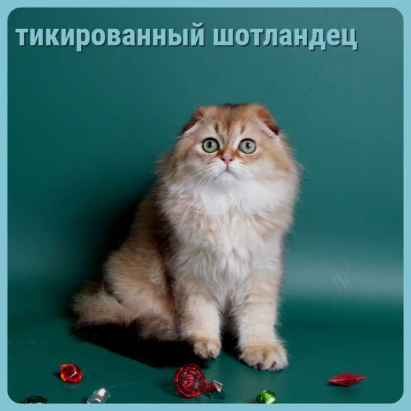 Шотландская. Котик. Золотой тикированный