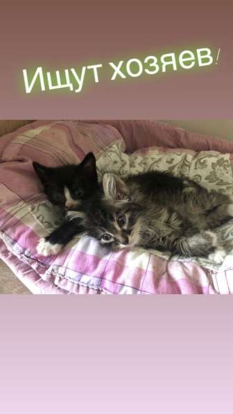 Котята ищут хозяев! в Иркутске фото 9