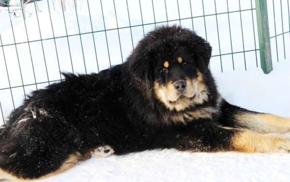 Тибетский мастиф - лучший страж на территории в Москве фото 118