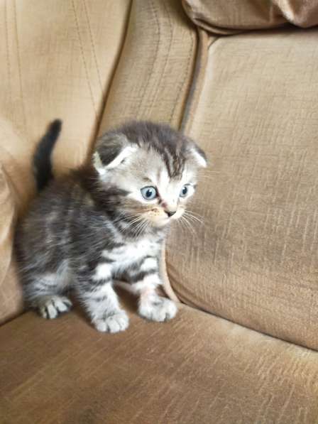 Шотландские котята в фото 46