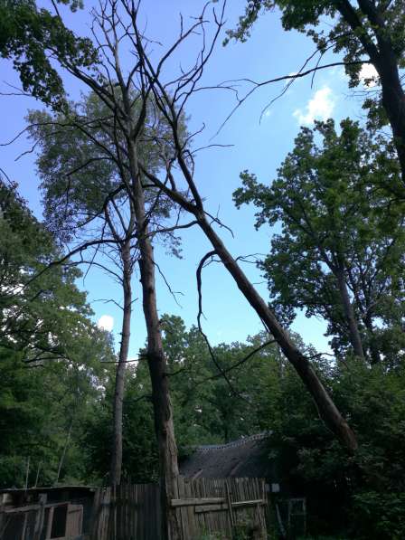 Аварийное удаление деревьев в Калуге фото 3