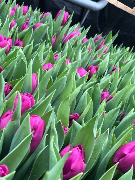 Тюльпаны в Майкопе фото 3