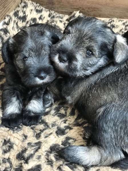 Очаровательные щенки цвергшнауцера