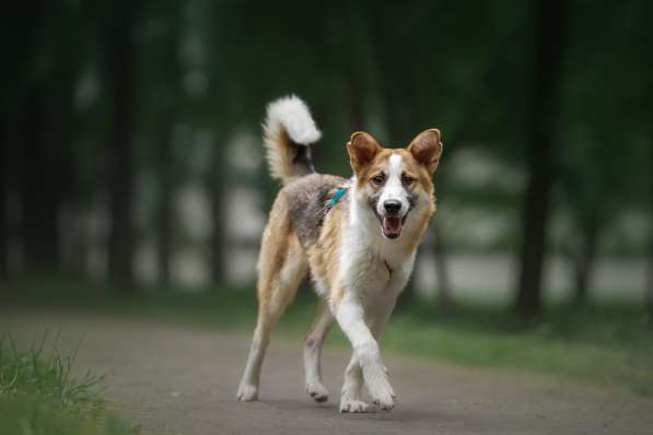 Молодой, активный красавец Пряник ищет дом! в Москве фото 10