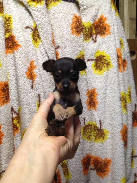 Той терьера щенки в Крымске фото 3