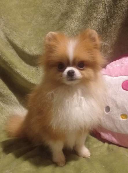 Pomeranian spitz. Micro girl