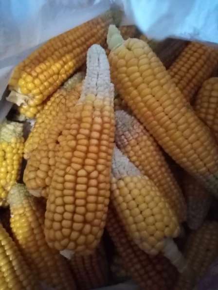 Очищенная кукуруза, 1 штука - 10 руб