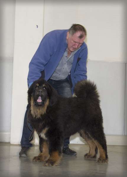 Подрощенный кобель Тибетского мастифа в Киржаче фото 4