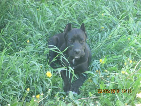 Малыши Корсики 3 мес в Москве фото 29