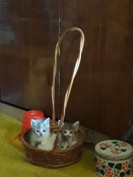 Чудный трёхцветный счастливый котёнок-девочка в добрые руки! в Саках фото 15