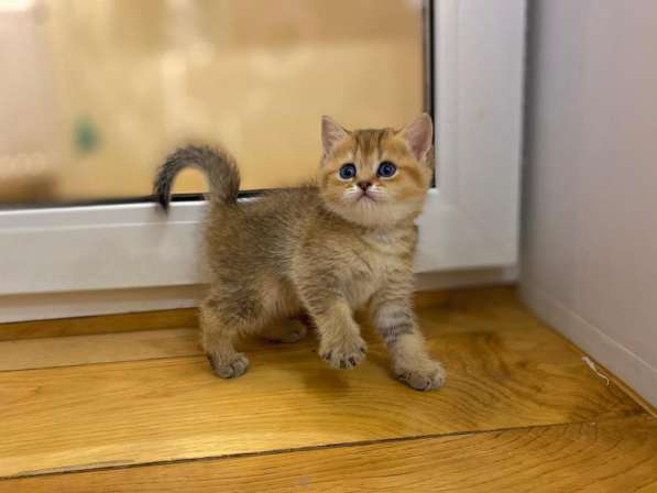 Bkh kitten (Британский короткошёрстный котята) в фото 7