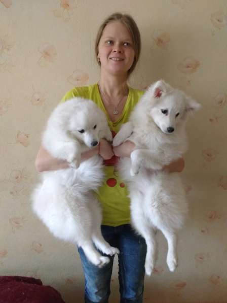 Шелти. Щенки. Питомник в Екатеринбурге фото 10