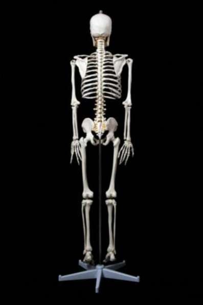Анатомическая Модель скелета человека 170 см в Москве фото 4