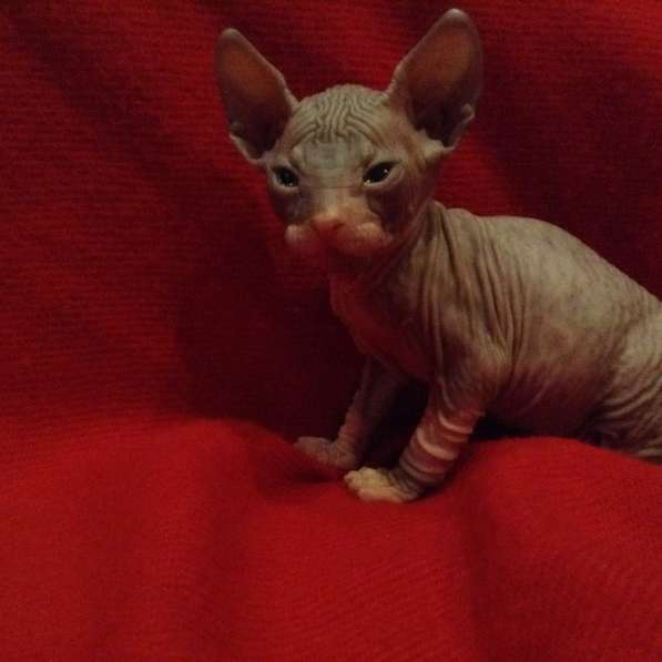 Донские котята в Туле фото 16