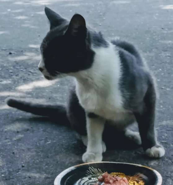 Шестимесячный котик на улице в Москве фото 5