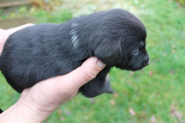 Щенки в добрые руки в Москве фото 4