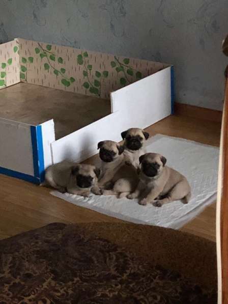 Щенки Мопса в Москве фото 7