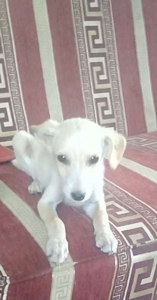 Милый щенок в ответственные руки)) в фото 8