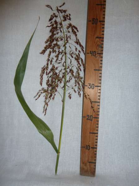 Семена сорго-суданкового гибрида Сабантуй и Сосед в Гулькевичах фото 5