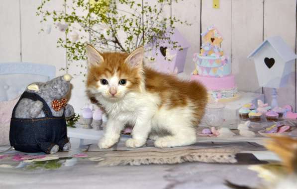 Котята курильского бобтейла в Москве фото 8