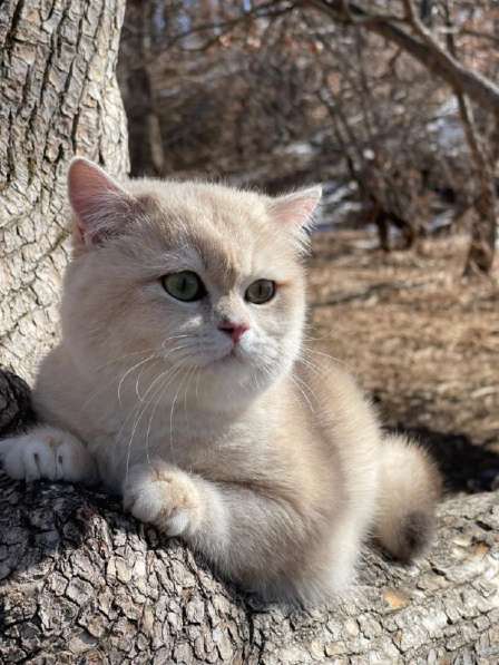 Британский котенок драгоценного окраса в Москве фото 3