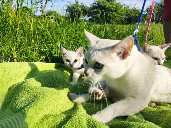 Бурмилла кошка редкой породы в фото 5
