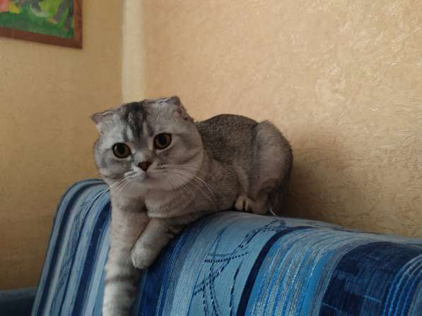 Вязка Шотландского кота в Костроме