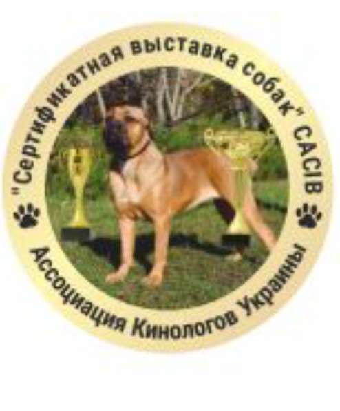 Выставка собак в фото 3