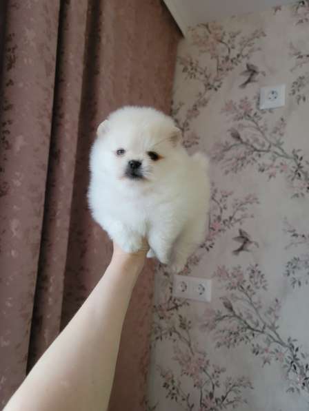 Щенки шпица крем и рыжие в Москве фото 3