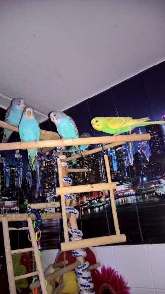 Волнистые попугаи-От Заводчика в Мытищи фото 3