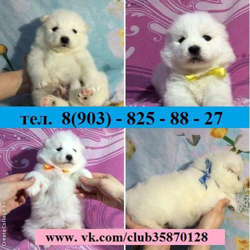 Щеночки Самоедской лайки Ми-ми Мишки в Переславле-Залесском