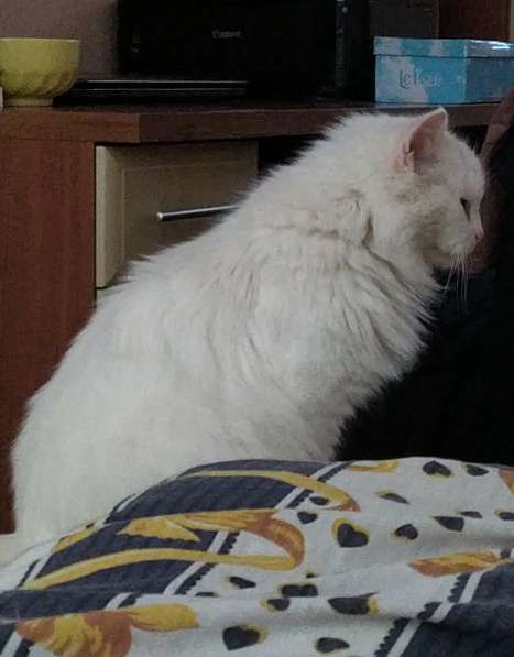 Белые пушистые две кошки в фото 4