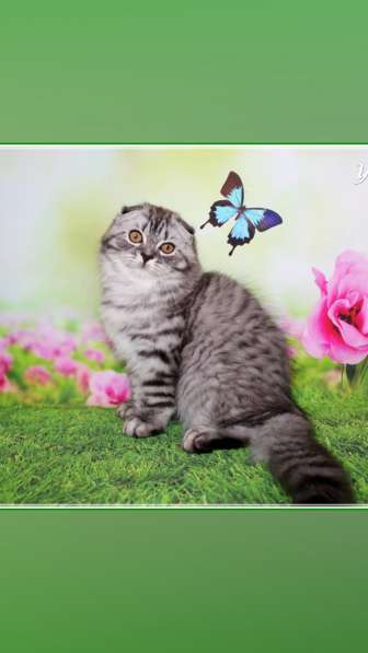 Девочка хайленд страйт в Санкт-Петербурге фото 9