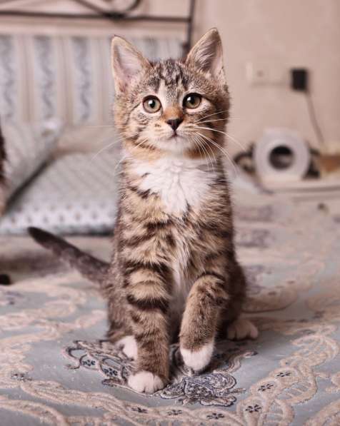 Полосатый котенок Малинка в добрые руки в Москве фото 5