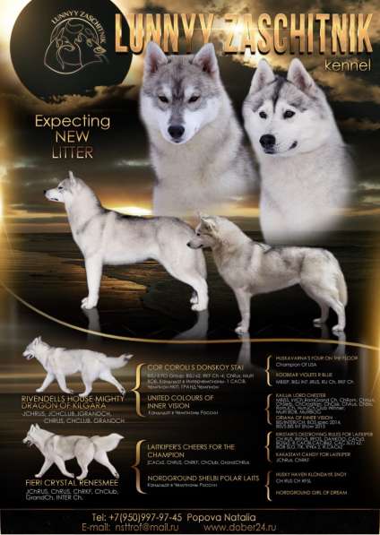 Качественные щенки Сибирский Хаски. Доставка в Красноярске фото 4