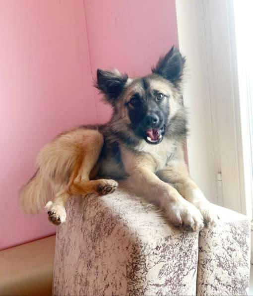 Собачка в добрые руки