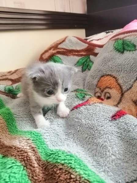 Котята в Новосибирске фото 35