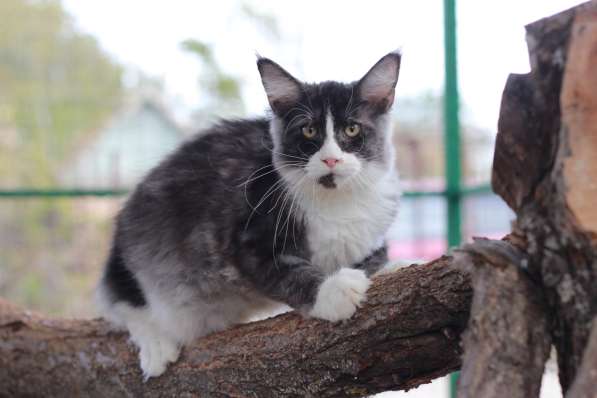 Питомник кошек породы мейн-кун Diamond Rush в Таганроге фото 4