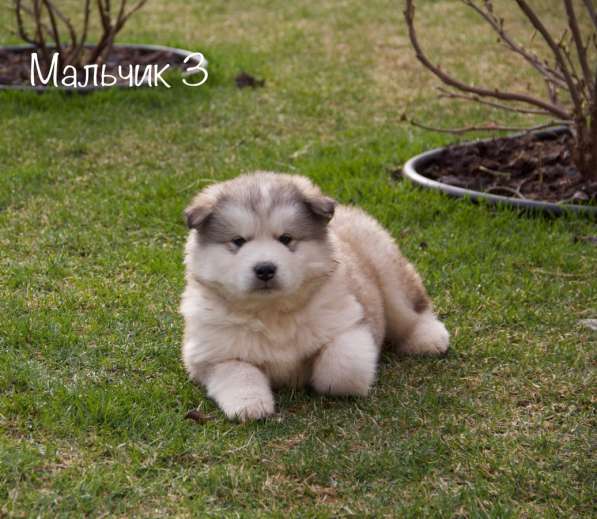 Аляскинский маламут в Чебоксарах